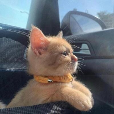 Kathryn Bernardo avatar